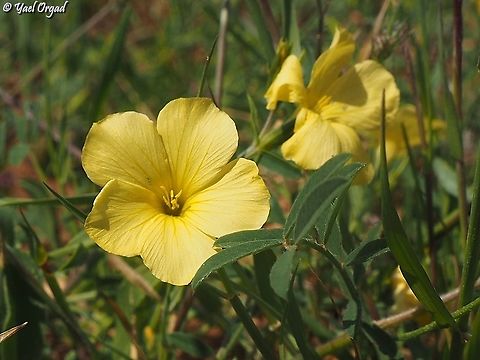 Linum mucronatum  Geotagged,Linum mucronatum,Spring