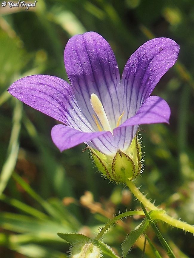 Campanula strigosa  Campanula strigosa,Israel,Spring
