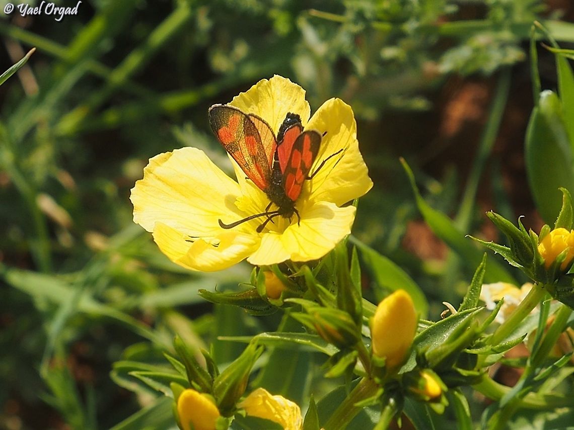 Zygaena graslini on Linum mucronatum  Geotagged,Spring,Zygaena graslini