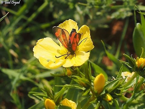 Zygaena graslini on Linum mucronatum  Geotagged,Spring,Zygaena graslini