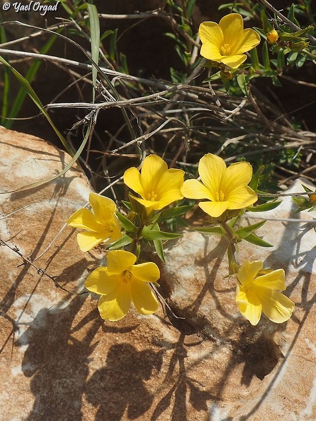Linum mucronatum  Geotagged,Linum mucronatum,Spring