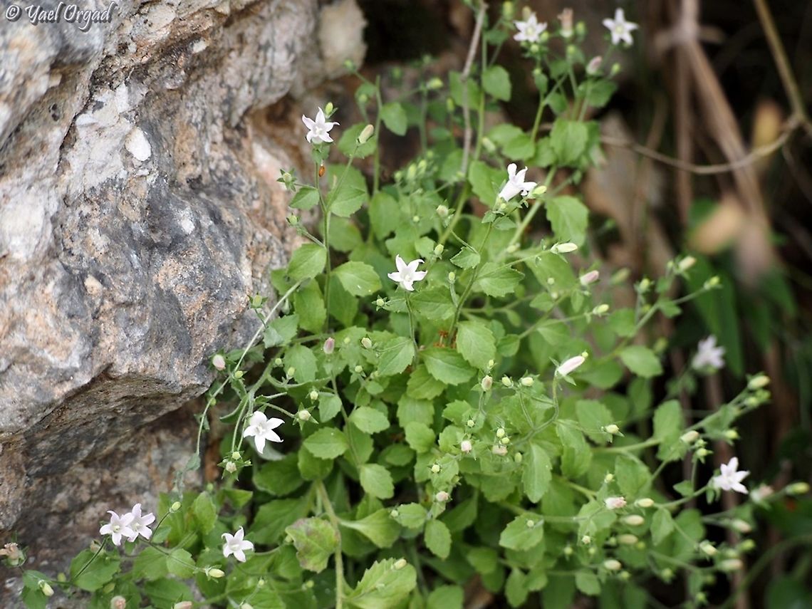 Campanula damascena  Campanula damascena,Geotagged,Israel,Spring