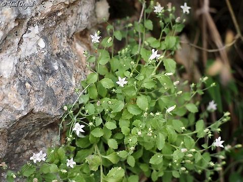 Campanula damascena  Campanula damascena,Geotagged,Israel,Spring