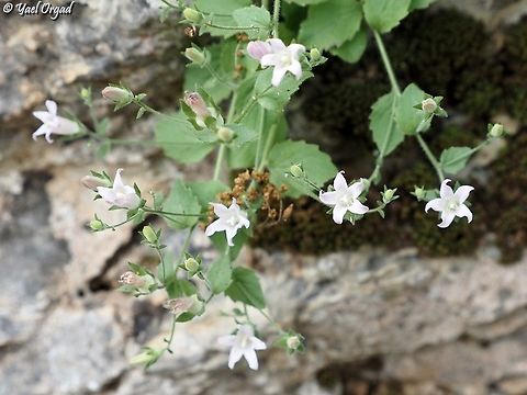 Campanula damascena  Campanula damascena,Geotagged,Israel,Spring