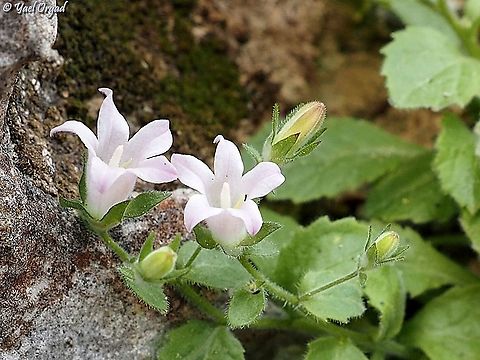 Campanula damascena  Campanula damascena,Geotagged,Israel,Spring