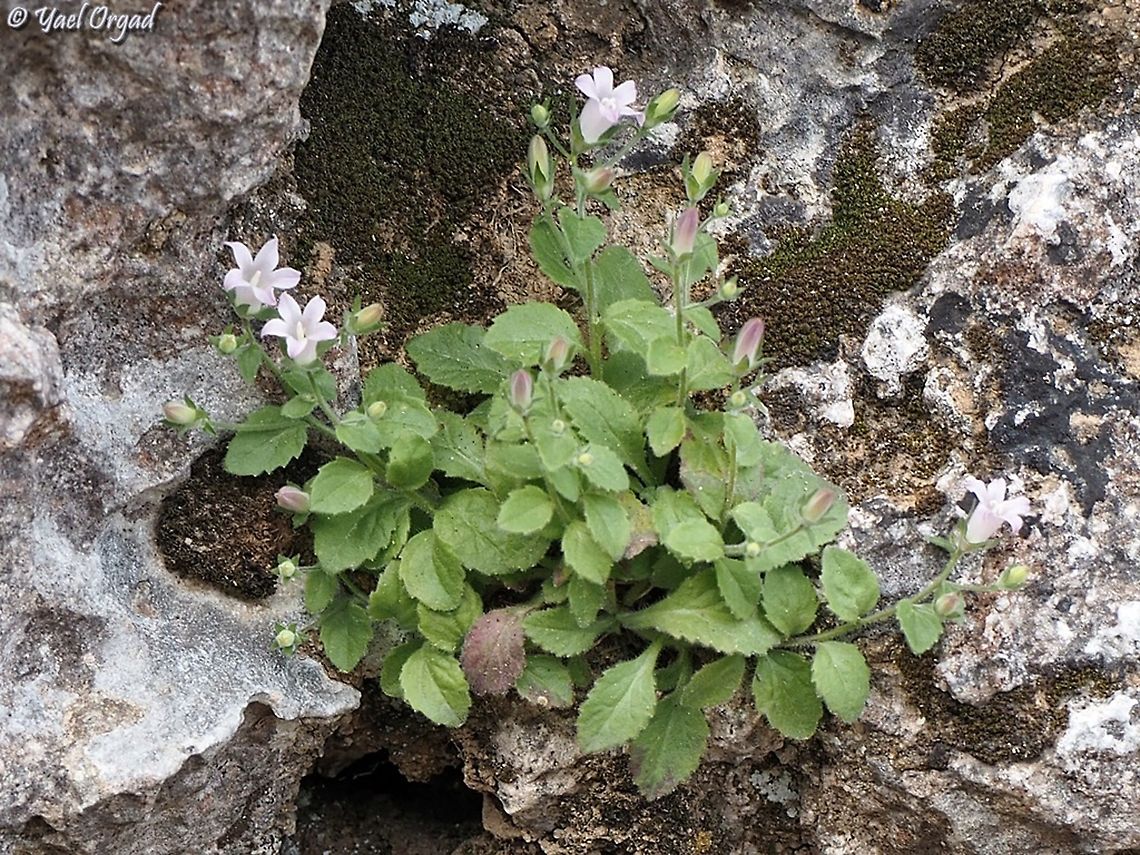 Campanula damascena  Campanula damascena,Geotagged,Israel,Spring