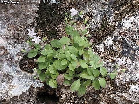 Campanula damascena  Campanula damascena,Geotagged,Israel,Spring