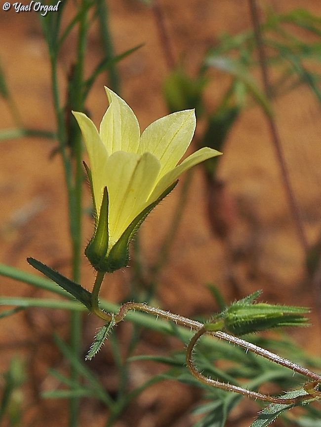 Campanula sulphurea  Campanula sulphurea,Geotagged,Israel,Spring