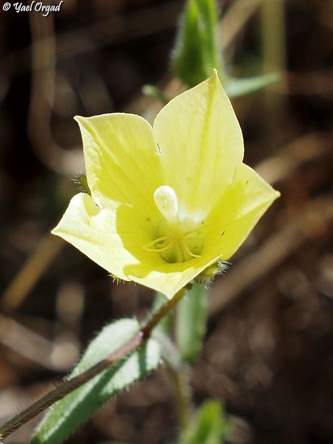 Campanula sulphurea  Campanula sulphurea,Geotagged,Israel,Spring