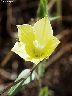 Campanula sulphurea  Campanula sulphurea,Geotagged,Israel,Spring