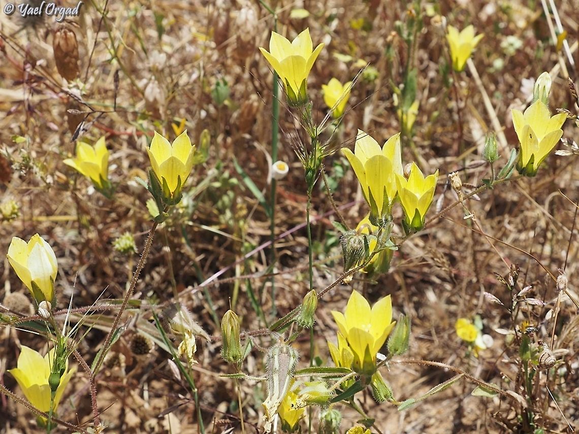 Campanula sulphurea  Campanula sulphurea,Geotagged,Israel,Spring