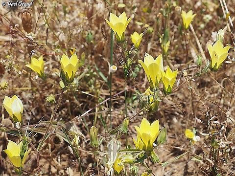 Campanula sulphurea  Campanula sulphurea,Geotagged,Israel,Spring