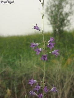 Campanula rapunculus  Campanula rapunculus,Geotagged,Israel,Rampion Bellflower,Spring