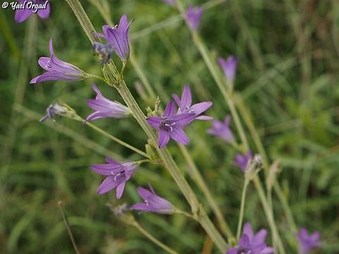 Campanula rapunculus  Campanula rapunculus,Geotagged,Israel,Rampion Bellflower,Spring