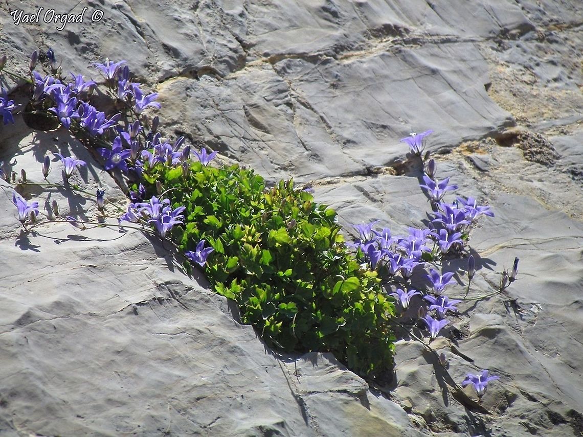 Campanula cymbalaria  Campanula cymbalaria,Geotagged,Spring