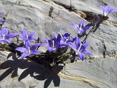 Campanula cymbalaria  Campanula cymbalaria,Geotagged,Spring