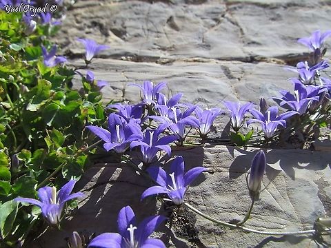 Campanula cymbalaria  Campanula cymbalaria,Geotagged,Spring