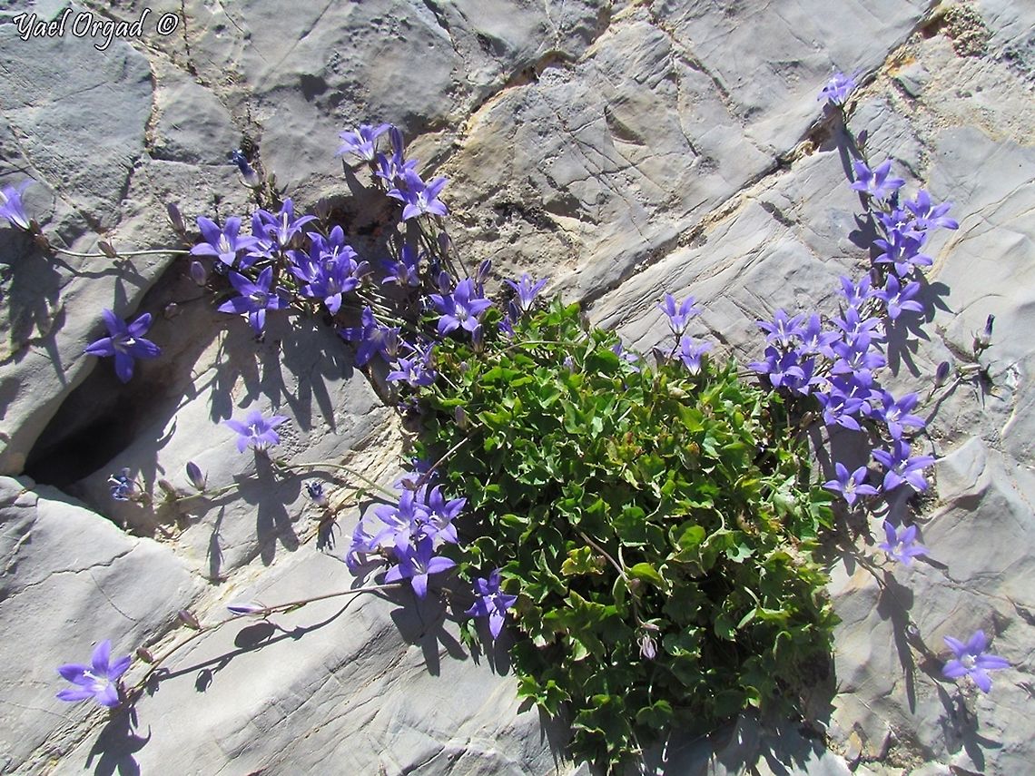 Campanula cymbalaria  Campanula cymbalaria