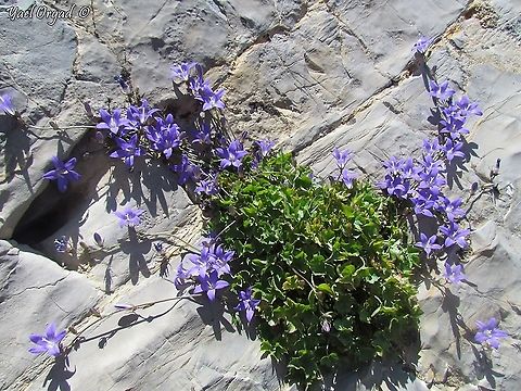Campanula cymbalaria  Campanula cymbalaria