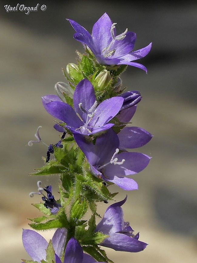 Campanula peregrina almost extinct in the wild in Israel, I saw it at the The Botanical Garden of the Hebrew University on Mount Scopus Campanula peregrina