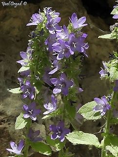 Campanula peregrina  Campanula peregrina