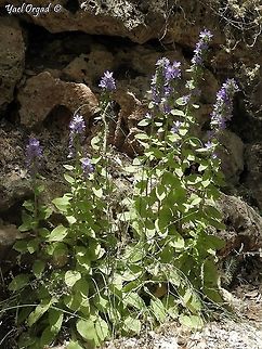 Campanula peregrina  Campanula peregrina