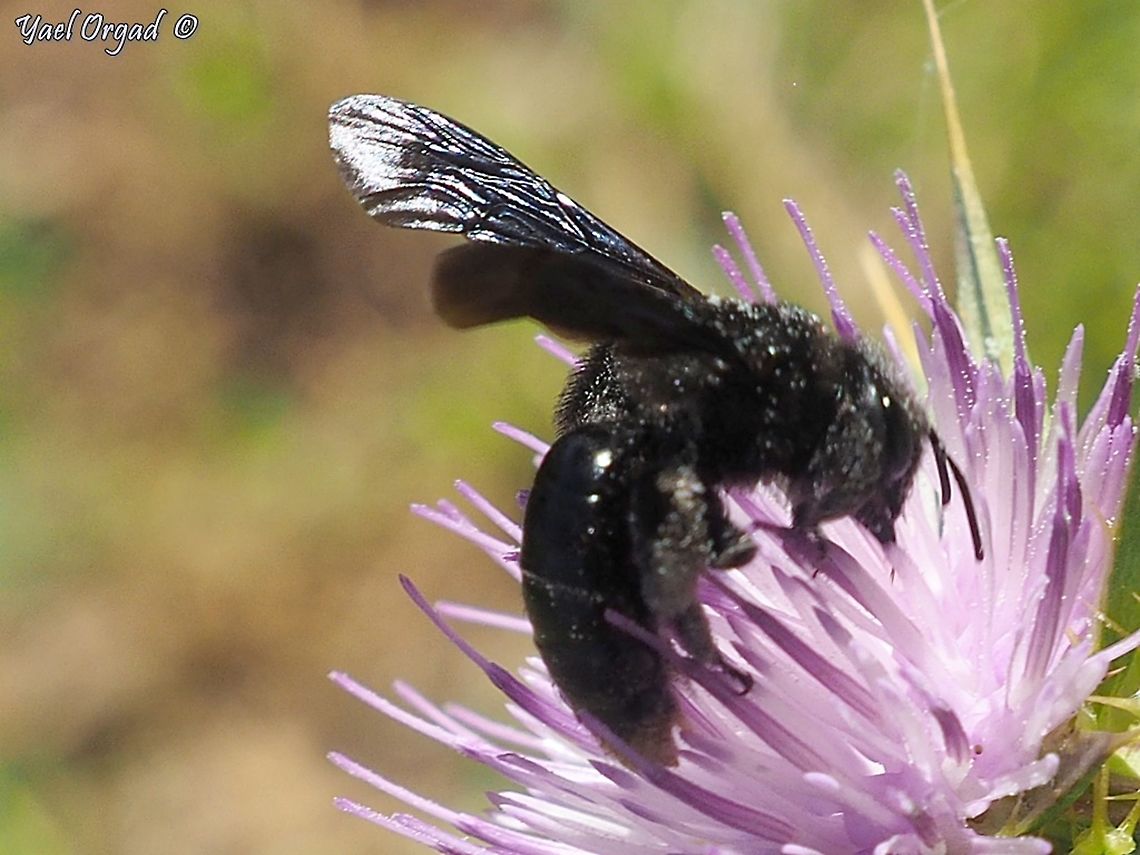 Andrena pyropygia  Andrena pyropygia,Geotagged,Israel,Spring