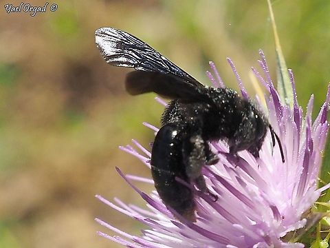 Andrena pyropygia  Andrena pyropygia,Geotagged,Israel,Spring