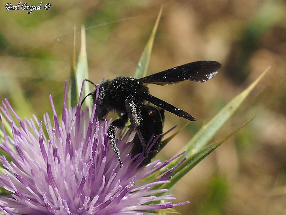 Andrena pyropygia IDed by G. Pizanti, an Israeli bees expert.  Andrena pyropygia,Geotagged,Israel,Spring