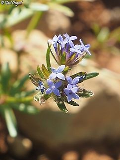 Asperula arvensis Since Ori uploaded the fruit, I decided to upload the flower...  Asperula arvensis,Israel