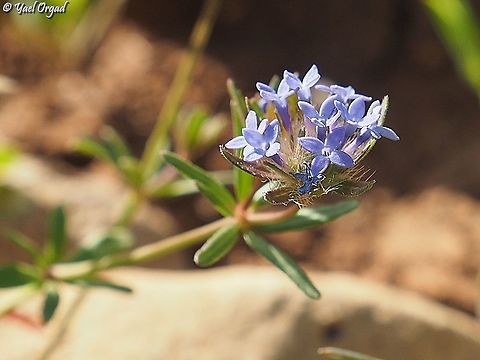 Asperula arvensis  Asperula arvensis,Geotagged,Spring