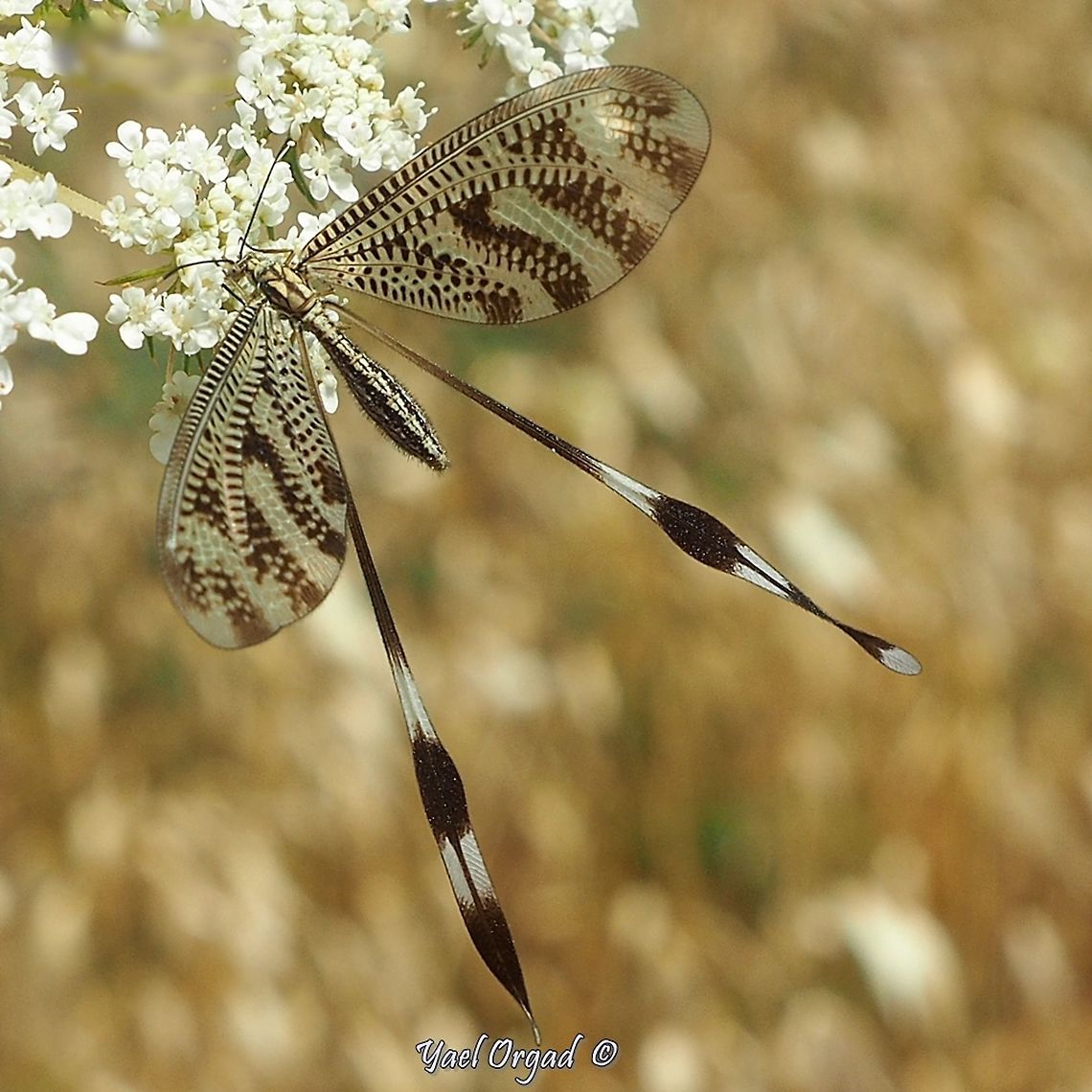 Nemoptera aegyptiaca I&#039;ve seen it in pictures several times, and today for the first time I saw a live one! it is so pretty!  Geotagged,Israel,Nemoptera aegyptiaca,Spring