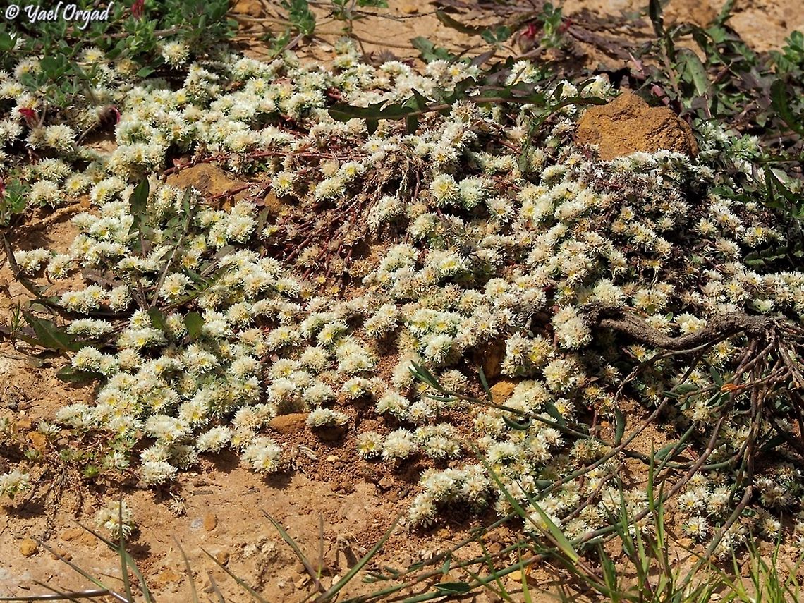 Paronychia argentea  Paronychia argentea