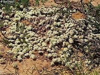 Paronychia argentea  Paronychia argentea