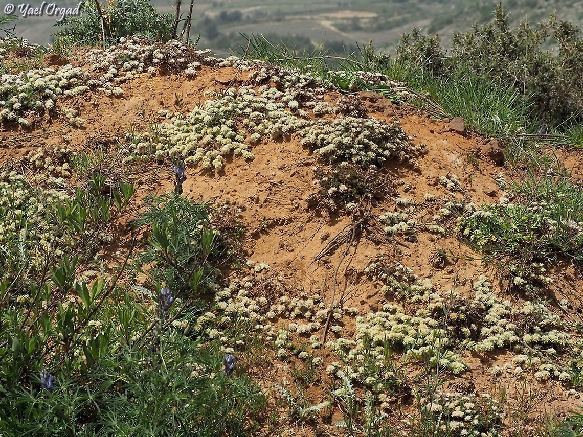 Paronychia argentea  Geotagged,Paronychia argentea,Spring