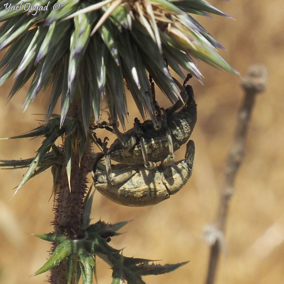 Larinus onopordi making more Larinus onopordi  Israel,Larinus onopordi