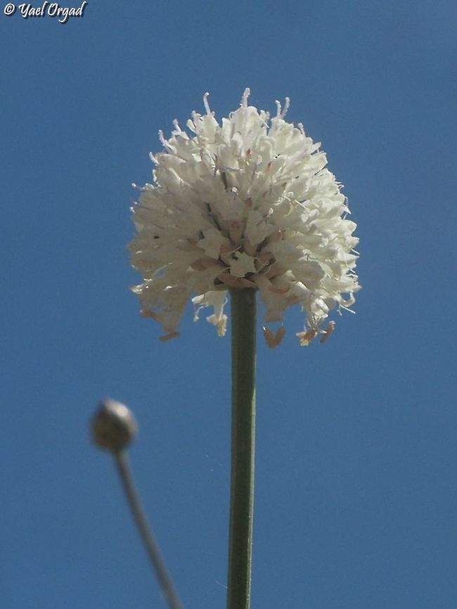 Cephalaria joppensis  Cephalaria joppensis,Geotagged,Israel,Spring