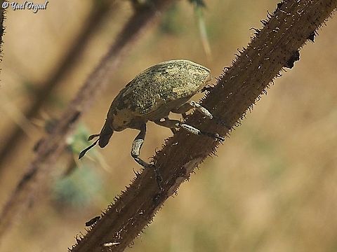 Larinus onopordi  Geotagged,Larinus onopordi,Spring