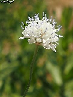 Cephalaria joppensis  Cephalaria joppensis,Geotagged,Israel,Spring