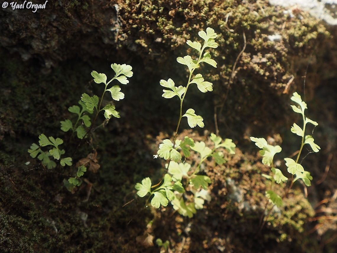 Anogramma leptophylla very small fern, one of my favorites. lately I've been seeing it in more and more places...  Anogramma leptophylla,Geotagged,Israel,Jersey Fern,Spring