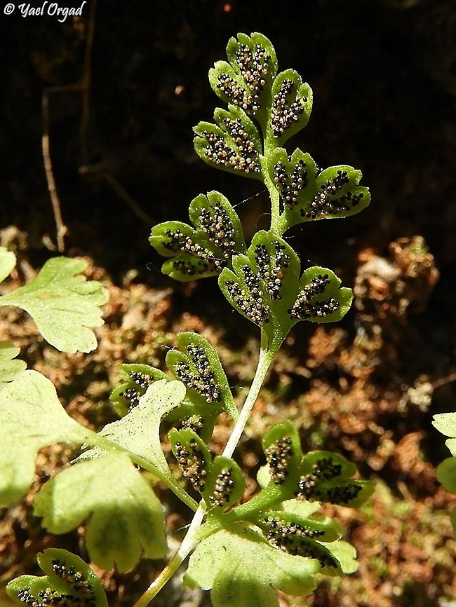 Anogramma leptophylla - sporangiums  Anogramma leptophylla,Geotagged,Israel,Jersey Fern,Spring