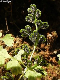 Anogramma leptophylla - sporangiums  Anogramma leptophylla,Geotagged,Israel,Jersey Fern,Spring