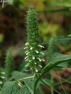 Teucrium lamiifolium  Geotagged,Israel,Spring,Teucrium lamiifolium