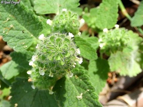 a view from above of Teucrium lamiifolium  Geotagged,Israel,Spring,Teucrium lamiifolium