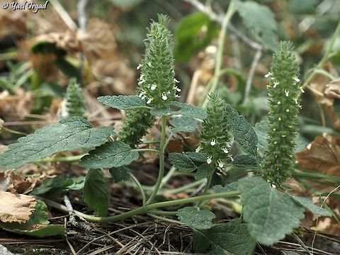 Teucrium lamiifolium  Geotagged,Israel,Spring,Teucrium lamiifolium