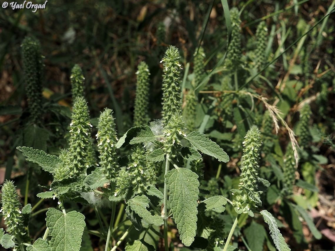 Teucrium lamiifolium  Geotagged,Israel,Spring,Teucrium lamiifolium