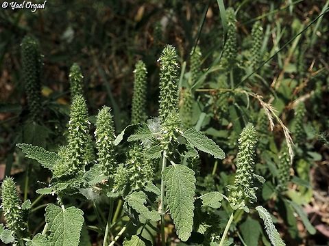 Teucrium lamiifolium  Geotagged,Israel,Spring,Teucrium lamiifolium