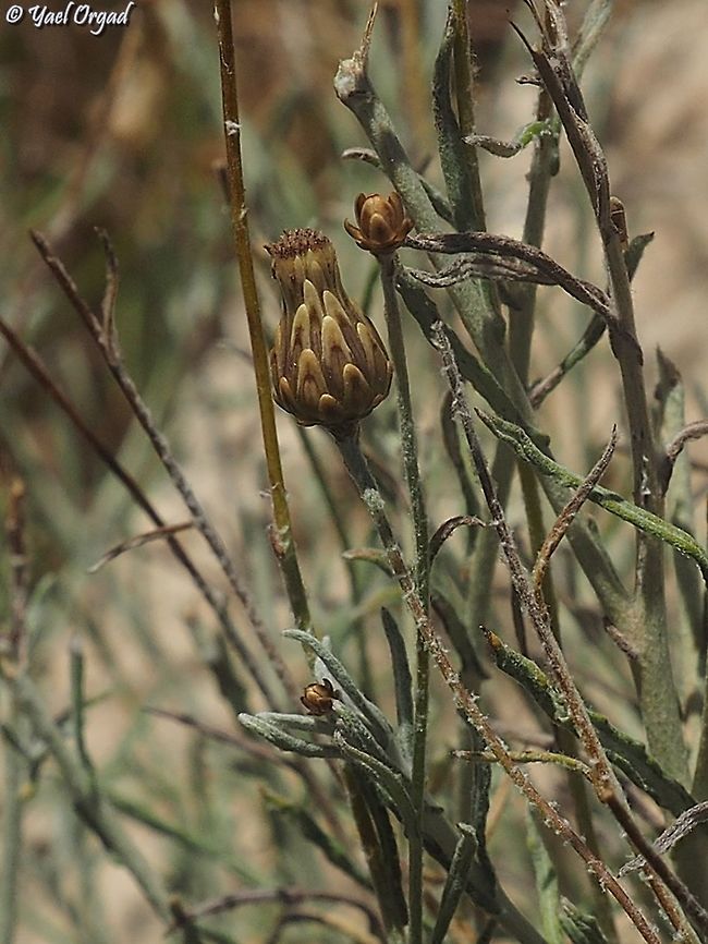 Phagnalon rupestre  Geotagged,Phagnalon rupestre,Spring