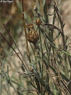 Phagnalon rupestre  Geotagged,Phagnalon rupestre,Spring