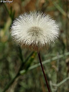 Phagnalon rupestre  Geotagged,Phagnalon rupestre,Spring